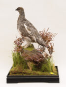 Ptarmigan by Steven Heyes 2020