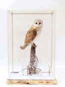 Barn Owl by Jed Balmer 2020