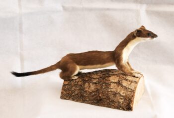 Stoat by Chris Voisey 2020