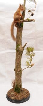 Red Squirrel by Colin Scott 2020