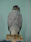 Peter Suneson Lecture 2001