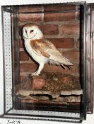 Barn Owl by Dave Astley 1986