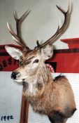 Red Deer Head 1992