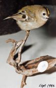 Goldcrest 1992