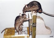 Black Rats by James Dickinson 1998