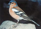 Chaffinch 1992