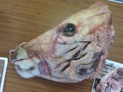 Cow Head by Emily Mayer 2012