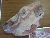 Cow Head by Emily Mayer 2012