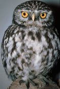 Little Owl 1982