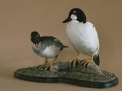 Goldeneye by James Dickinson 1983