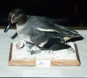 Teal by Brian Ferguson 1983