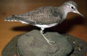 Greenshank 1990