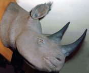 Reproduction Rhino Head by Mike Gadd 1990