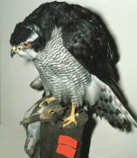 Goshawk by Mike Gadd 1993