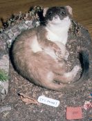 Stoat by Colin Scott 1995