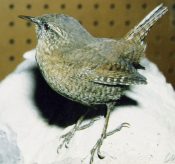 Wren by Peter Summers 1997