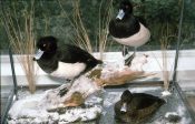 Tufted Ducks by Peter Scott 2002
