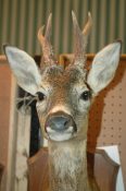 Roe Deer Head 2006