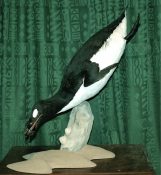 Great Auk by Derek Frampton