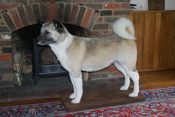 Japanese Akita by Derek Frampton