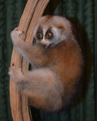 Slow Loris by Derek Frampton