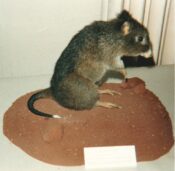 Rakali Rat 1990