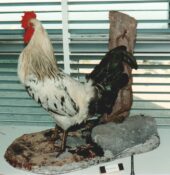 Cockerel by Mike Fletcher 1989