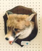Fox Head by Brian Jackson 1986