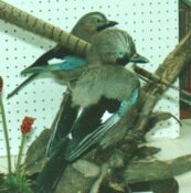 Jays 1988