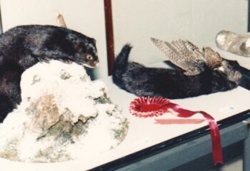 Mink by Phil Howard 1986