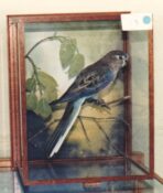 Rosella by Steve Massam 1986