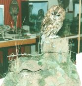 Tawny Owl & Mouse 1988