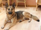 German Shepherd by Colin Scott