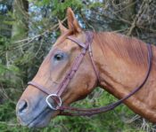 Horse Head by Colin Scott 2015