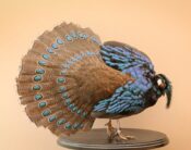 Palawan Pea Pheasant by Colin Scott 2016