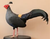 Siamese Fireback Pheasant by Colin Scott 2018