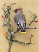 Waxwing by Colin Scott