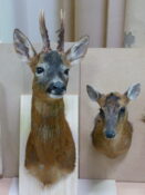 Roe Deer Head & Muntjac Head 2011