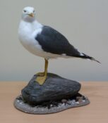 Lesser Black-backed Gull 2011