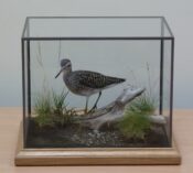 Wood Sandpiper by James Dickinson