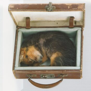 Yorkshire Terrier by Emily Mayer 2003