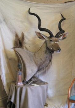 Kudu Head by Phil Leggett 2006