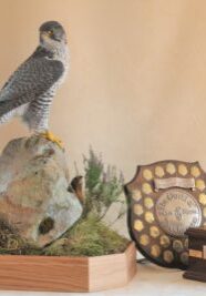 Gyrfalcon by Mike Gadd 2008